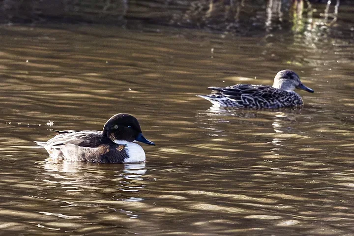De Lacanau &agrave; Audenge - les oiseaux (en vrac) - Photo n°17