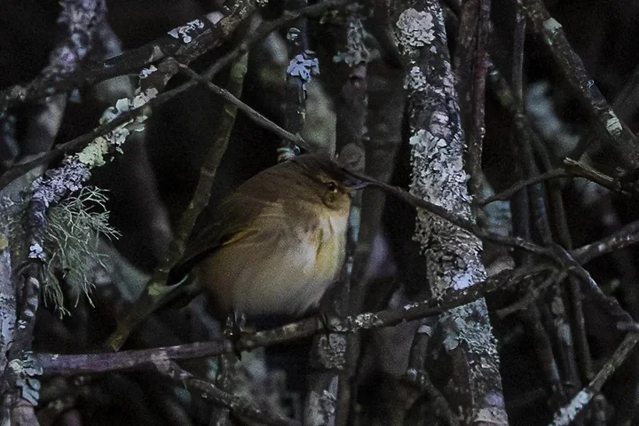 De Lacanau &agrave; Audenge - les oiseaux (en vrac) - Photo n°18