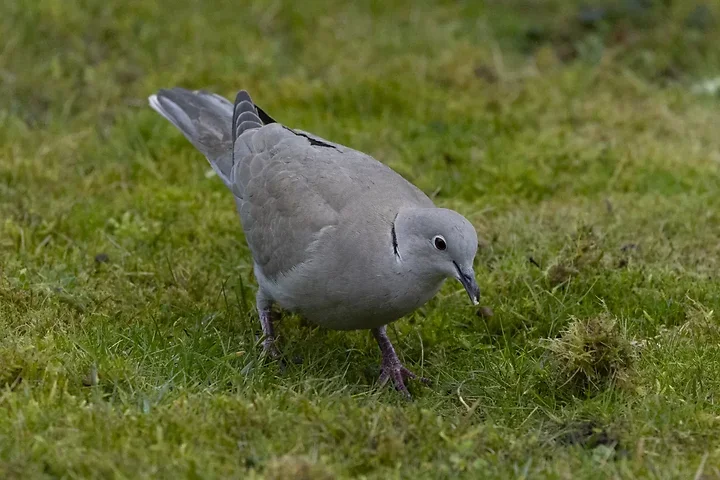 De Lacanau &agrave; Audenge - les oiseaux (en vrac) - Photo n°19