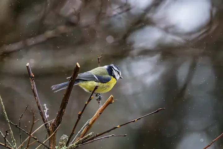 De Lacanau &agrave; Audenge - les oiseaux (en vrac) - Photo n°20