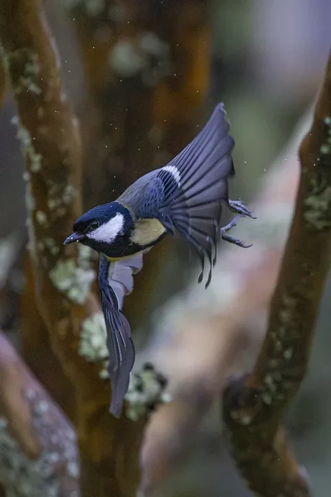 De Lacanau &agrave; Audenge - les oiseaux (en vrac) - Photo n°22