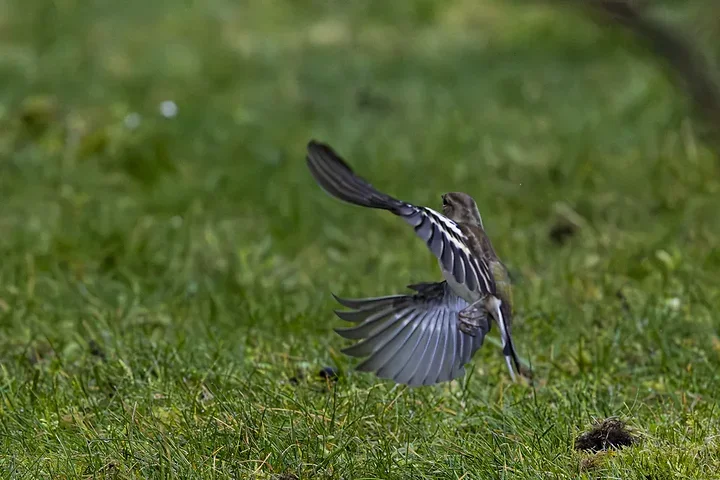 De Lacanau &agrave; Audenge - les oiseaux (en vrac) - Photo n°23