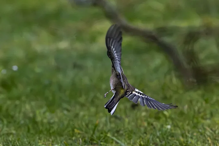 De Lacanau &agrave; Audenge - les oiseaux (en vrac) - Photo n°24