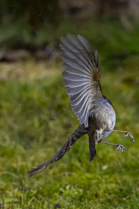 De Lacanau &agrave; Audenge - les oiseaux (en vrac) - Photo n°26