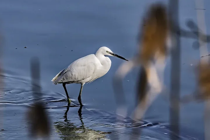 Quelques photos d'oiseaux r&eacute;centes - Photo n°1