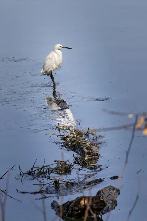Quelques photos d'oiseaux r&eacute;centes - Photo n°2