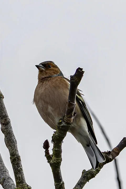 Quelques photos d'oiseaux r&eacute;centes - Photo n°3