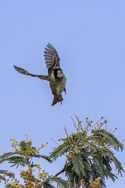 Quelques photos d'oiseaux r&eacute;centes - Photo n°4