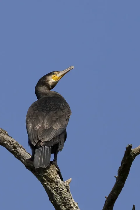 Quelques photos d'oiseaux r&eacute;centes - Photo n°5