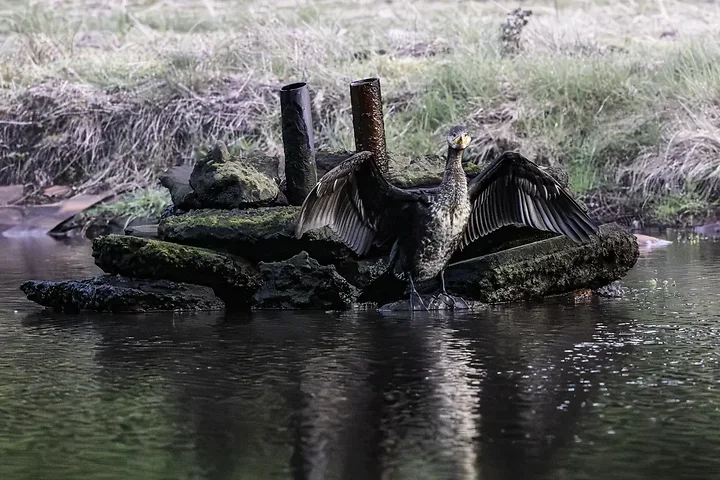 Quelques photos d'oiseaux r&eacute;centes - Photo n°6
