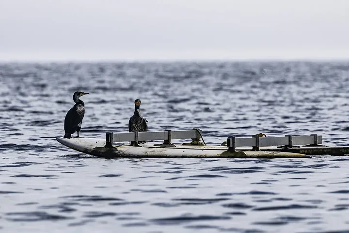 Quelques photos d'oiseaux r&eacute;centes - Photo n°8