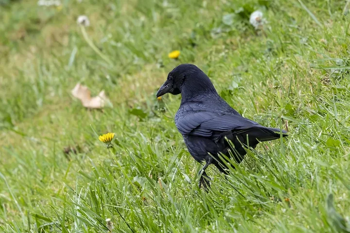 Quelques photos d'oiseaux r&eacute;centes - Photo n°9