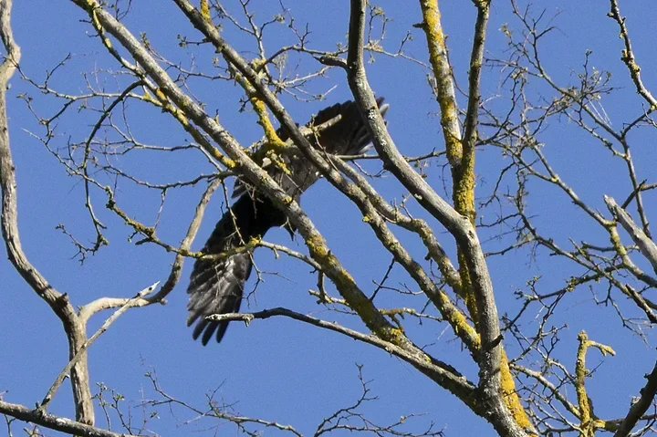 Quelques photos d'oiseaux r&eacute;centes - Photo n°10