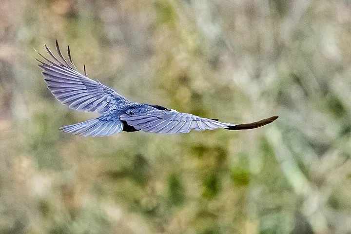 Quelques photos d'oiseaux r&eacute;centes - Photo n°11