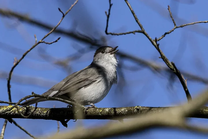 Quelques photos d'oiseaux r&eacute;centes - Photo n°12