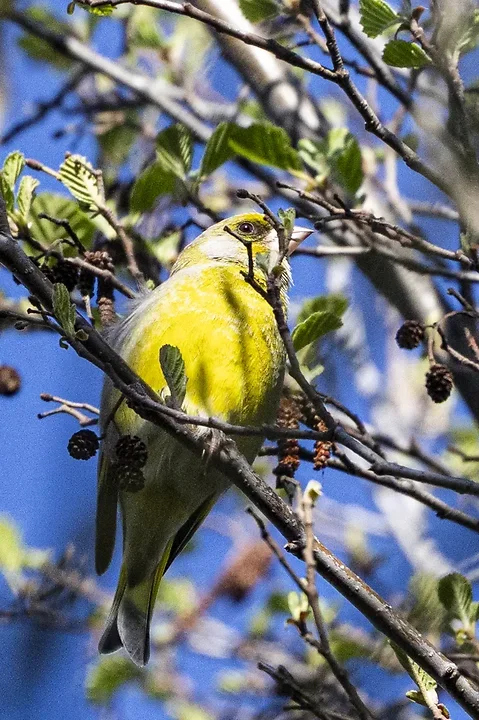 Quelques photos d'oiseaux r&eacute;centes - Photo n°14