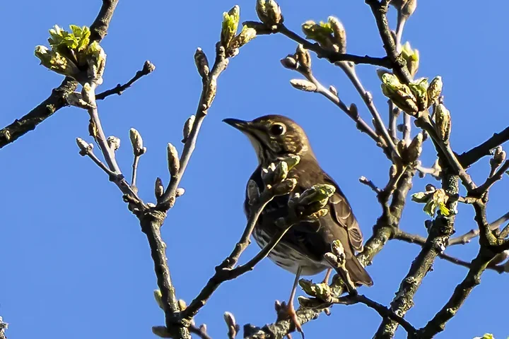 Quelques photos d'oiseaux r&eacute;centes - Photo n°17