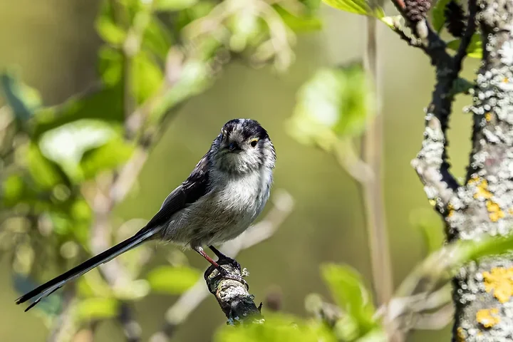 Quelques photos d'oiseaux r&eacute;centes - Photo n°19