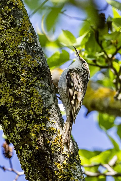 Quelques photos d'oiseaux r&eacute;centes - Photo n°20