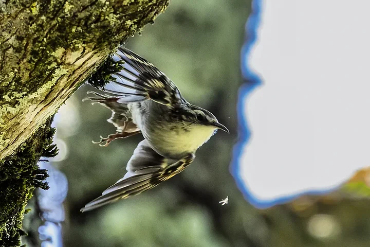 Quelques photos d'oiseaux r&eacute;centes - Photo n°21