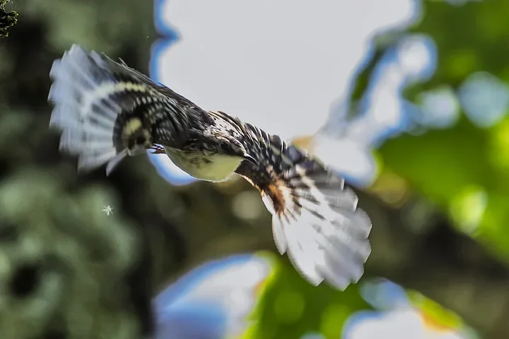 Quelques photos d'oiseaux r&eacute;centes - Photo n°22