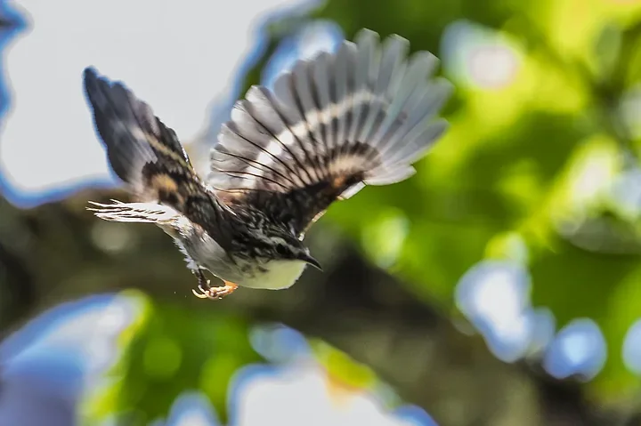 Quelques photos d'oiseaux r&eacute;centes - Photo n°23