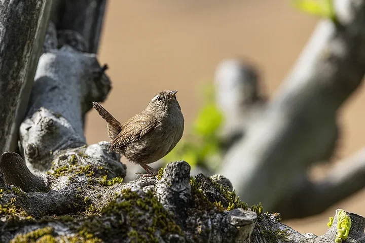 Quelques photos d'oiseaux r&eacute;centes - Photo n°24