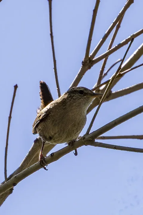 Quelques photos d'oiseaux r&eacute;centes - Photo n°25
