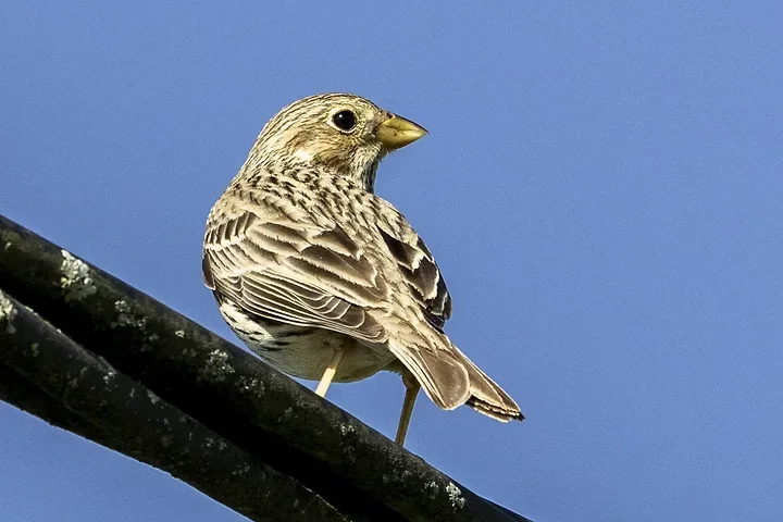 Quelques photos d'oiseaux r&eacute;centes - Photo n°27