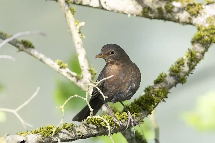 Quelques photos d'oiseaux r&eacute;centes - Photo n°28