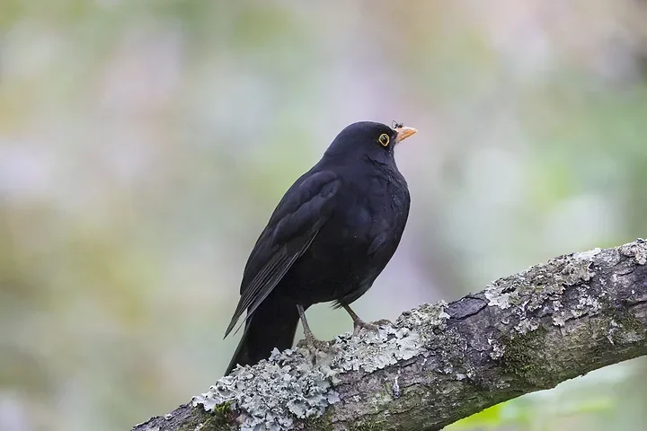 Quelques photos d'oiseaux r&eacute;centes - Photo n°29