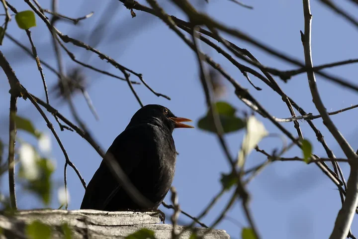 Quelques photos d'oiseaux r&eacute;centes - Photo n°30