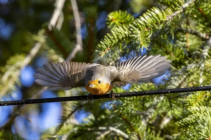 Quelques photos d'oiseaux r&eacute;centes - Photo n°31