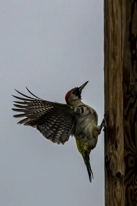 Quelques photos d'oiseaux r&eacute;centes - Photo n°32