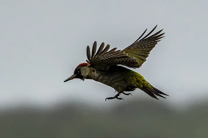 Quelques photos d'oiseaux r&eacute;centes - Photo n°33