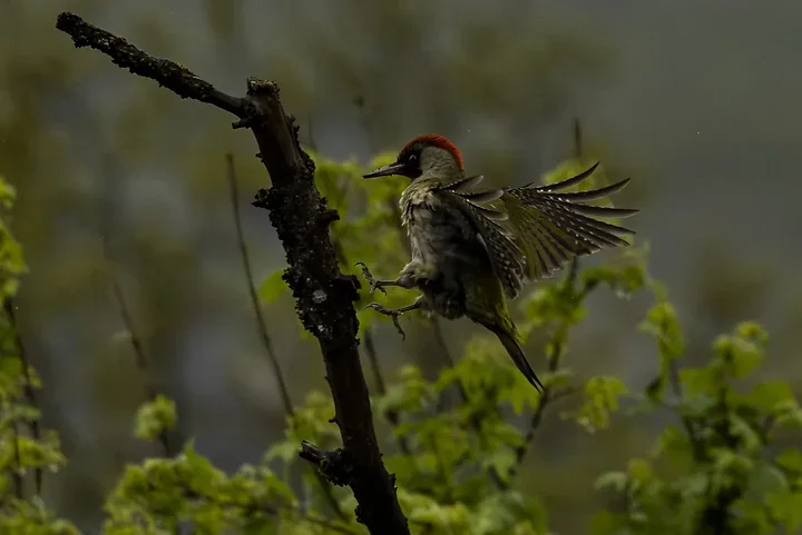 Quelques photos d'oiseaux r&eacute;centes - Photo n°34