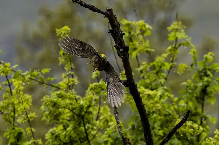 Quelques photos d'oiseaux r&eacute;centes - Photo n°35