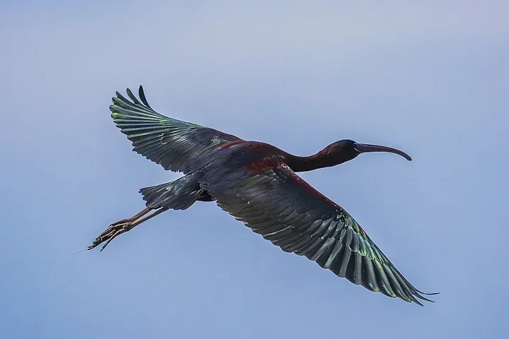 Ibis falcinelle au Grand Castelou - Photo n°1