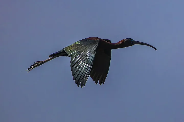 Ibis falcinelle au Grand Castelou - Photo n°2