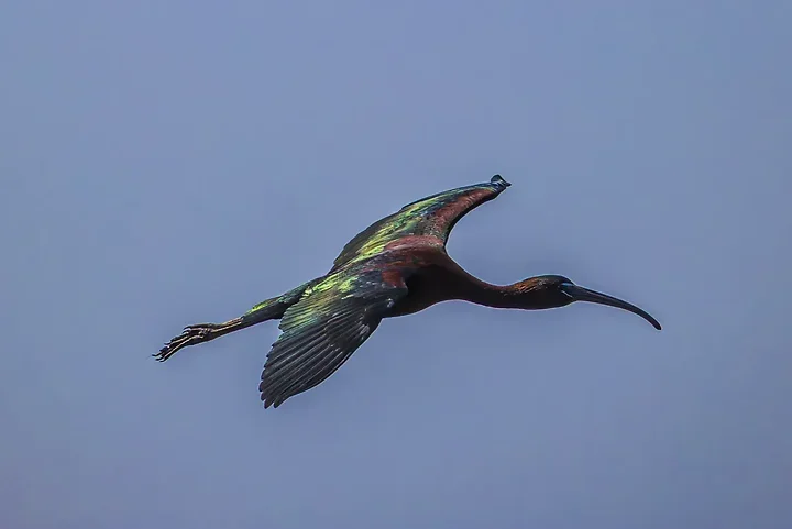 Ibis falcinelle au Grand Castelou - Photo n°3