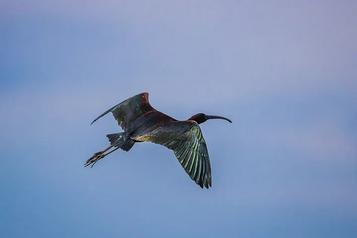 Ibis falcinelle au Grand Castelou - Photo n°4
