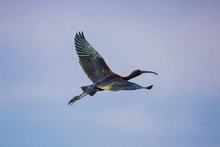 Ibis falcinelle au Grand Castelou - Photo n°5