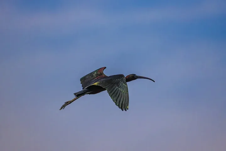 Ibis falcinelle au Grand Castelou - Photo n°6