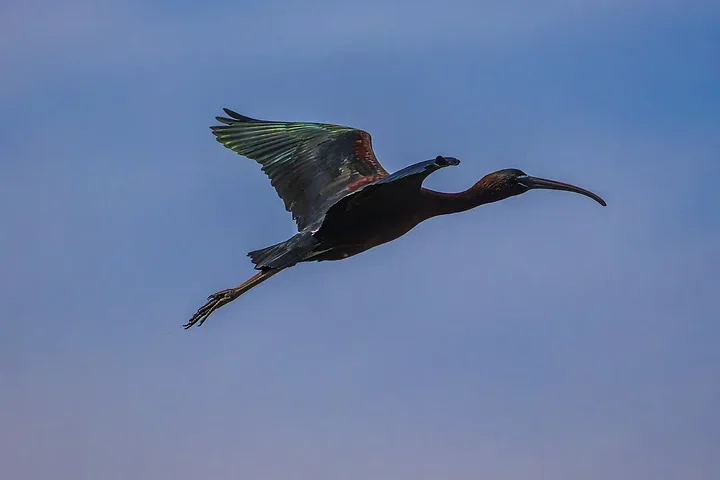 Ibis falcinelle au Grand Castelou - Photo n°7