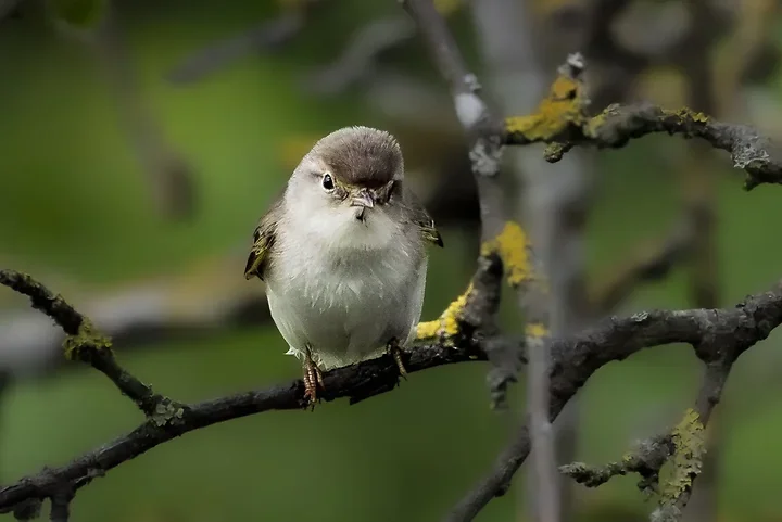 Pouillot bonelli - Photo n°1