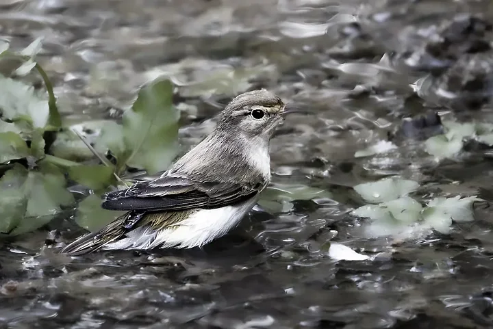 Pouillot bonelli - Photo n°2