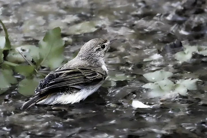 Pouillot bonelli - Photo n°3