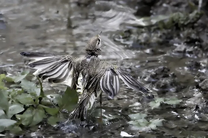 Pouillot bonelli - Photo n°6