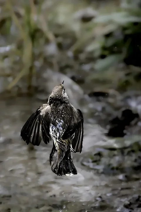 Pouillot bonelli - Photo n°7
