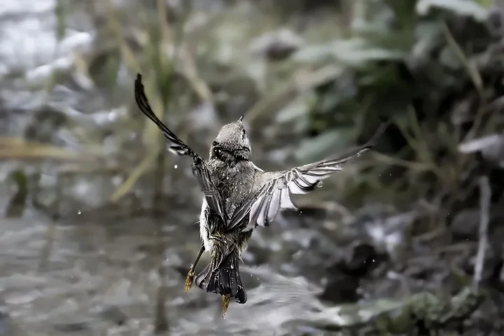 Pouillot bonelli - Photo n°8